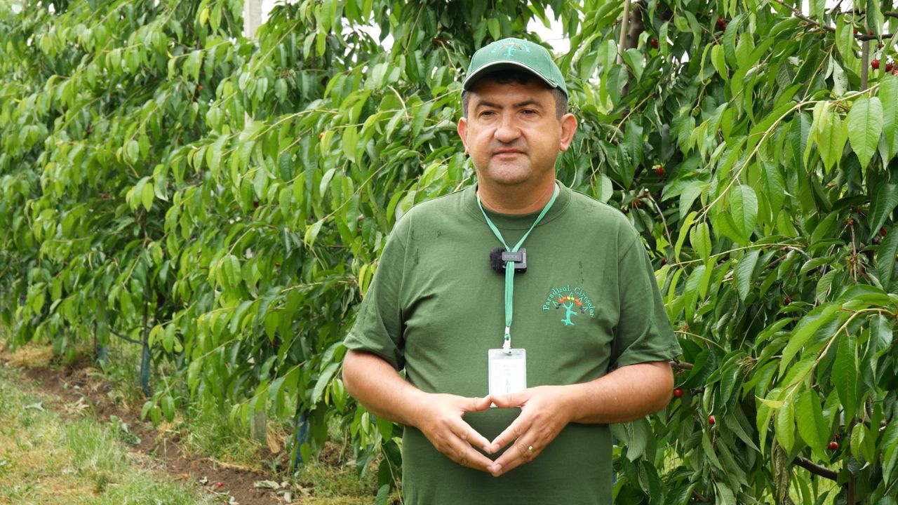Evenimentele din Paradisul Cireșelor nu se mai țin în acest an. Producția livezii, compromisă 95%