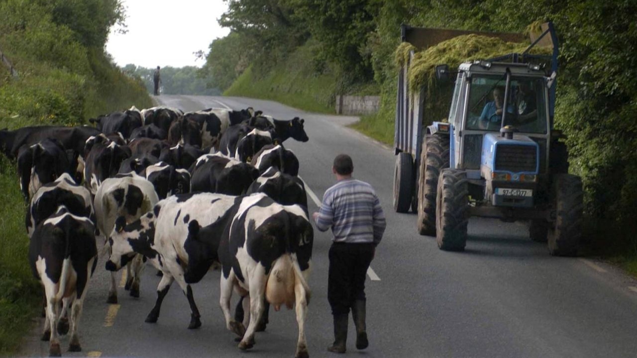 Vacă lovită cu tractorul, în urma unui conflict pe moșternire