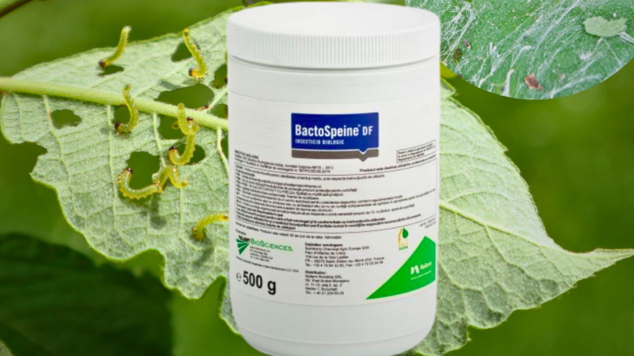 BACTOSPEINE DF – aliatul BIO al culturilor horticole. Eficient în combaterea Lepidopterelor