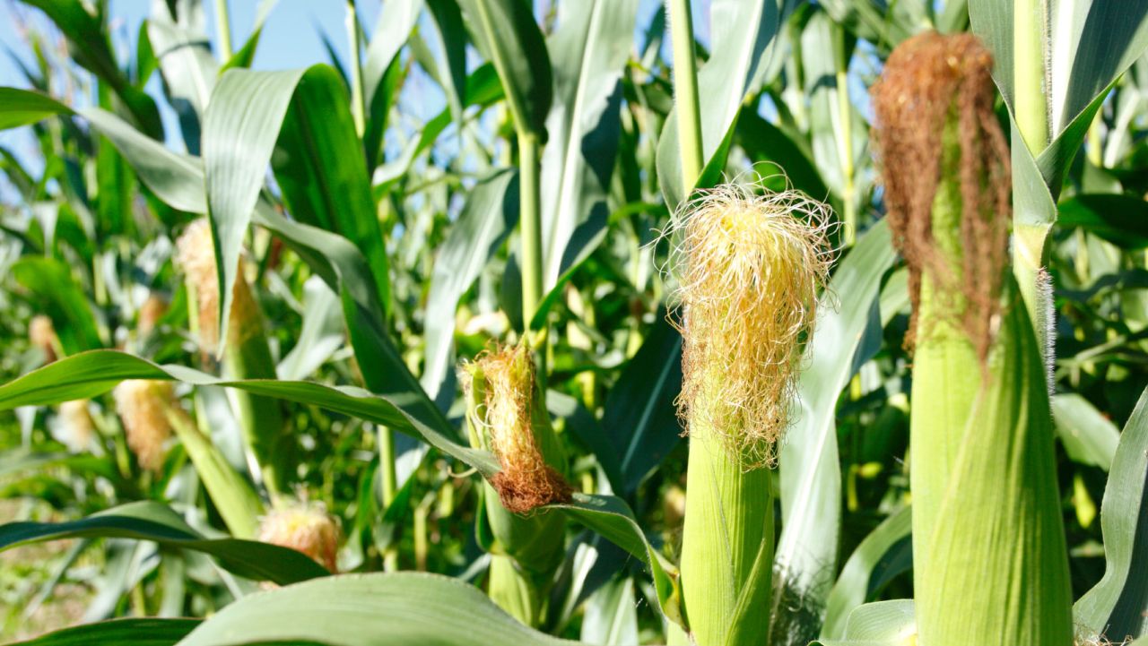 Fermele care au trecut la agricultura regenerativă și-au crescut profitul la hectar cu 20% – studiu