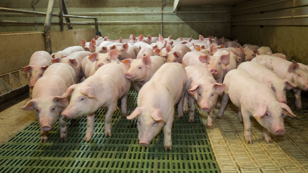 Guvernul belgian cumpără ferme de porci pentru a le desființa