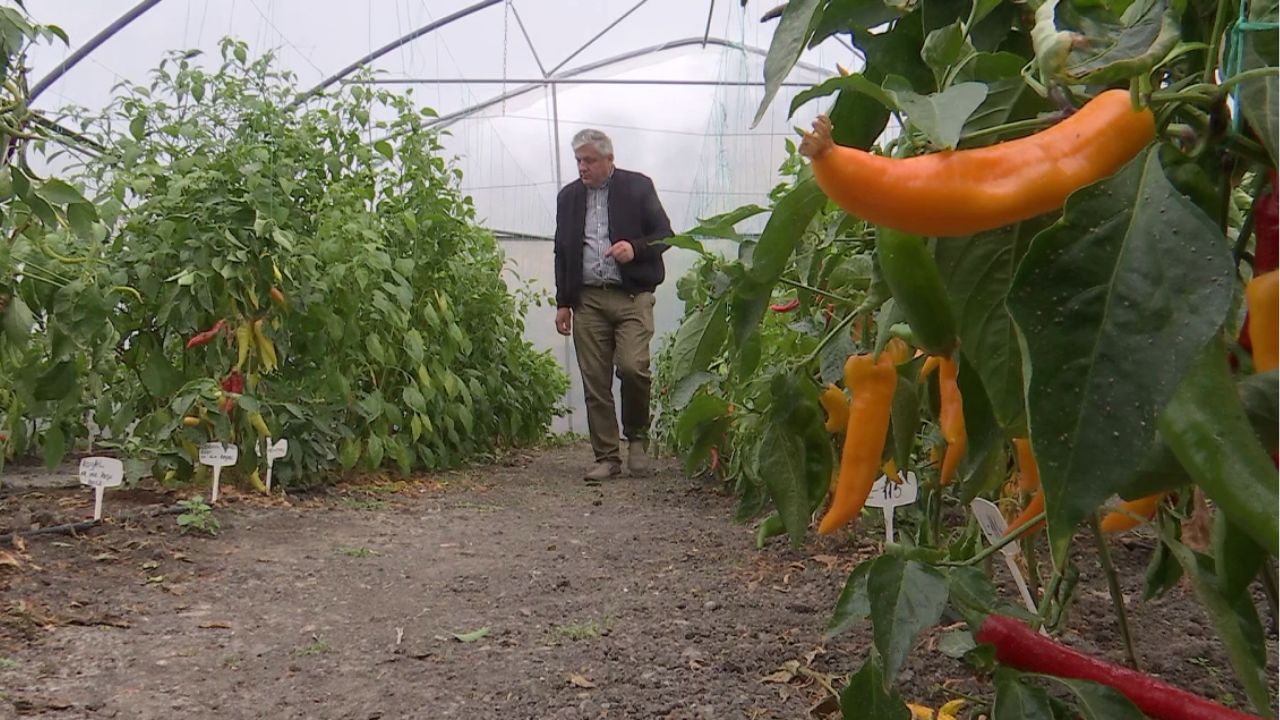 BRGV Buzău a refuzat să trimită semințe la Seiful Global de Semințe Svalbard. Trei motive invocate