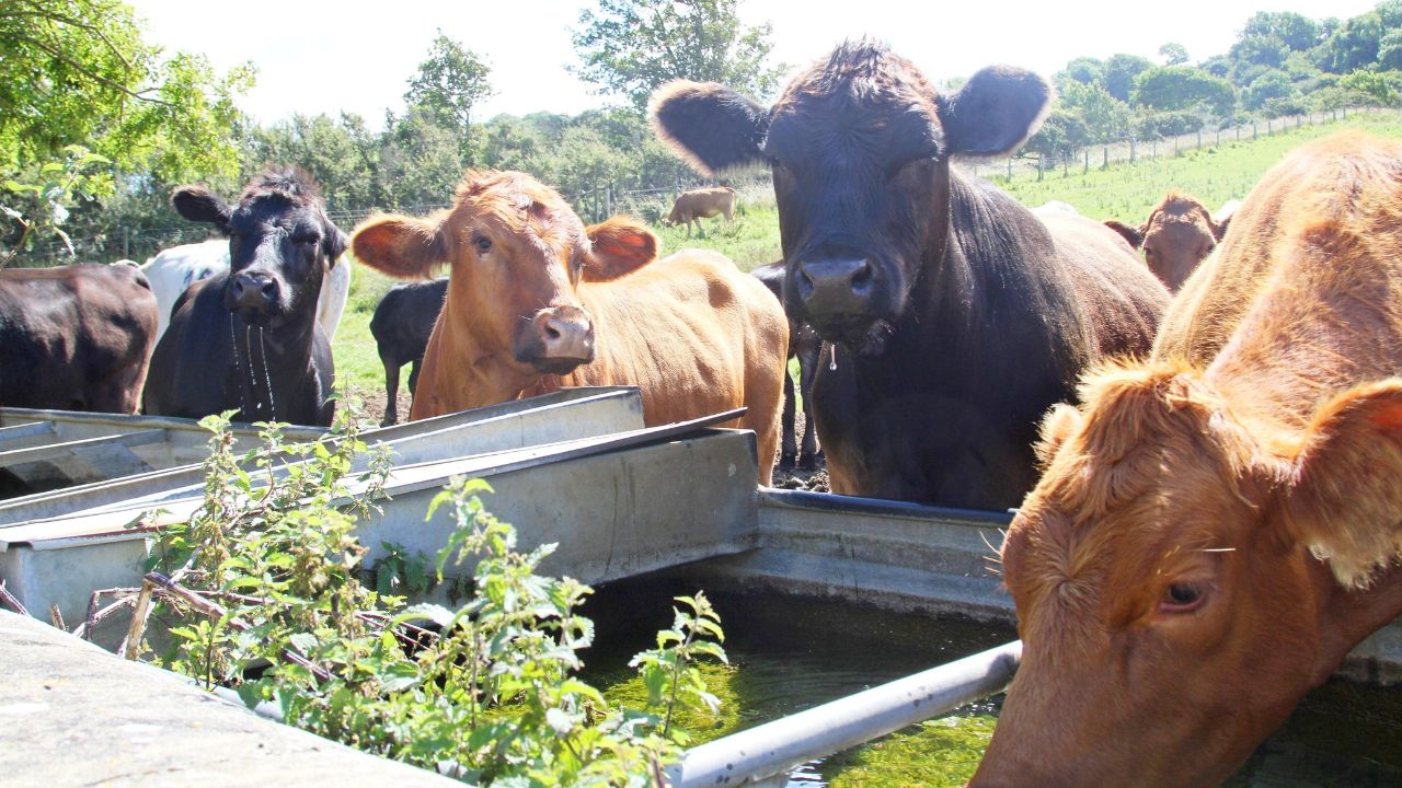 ANSVSA: Cantitatea de apă ce trebuie asigurată animalelor pe caniculă, în funcție de specie
