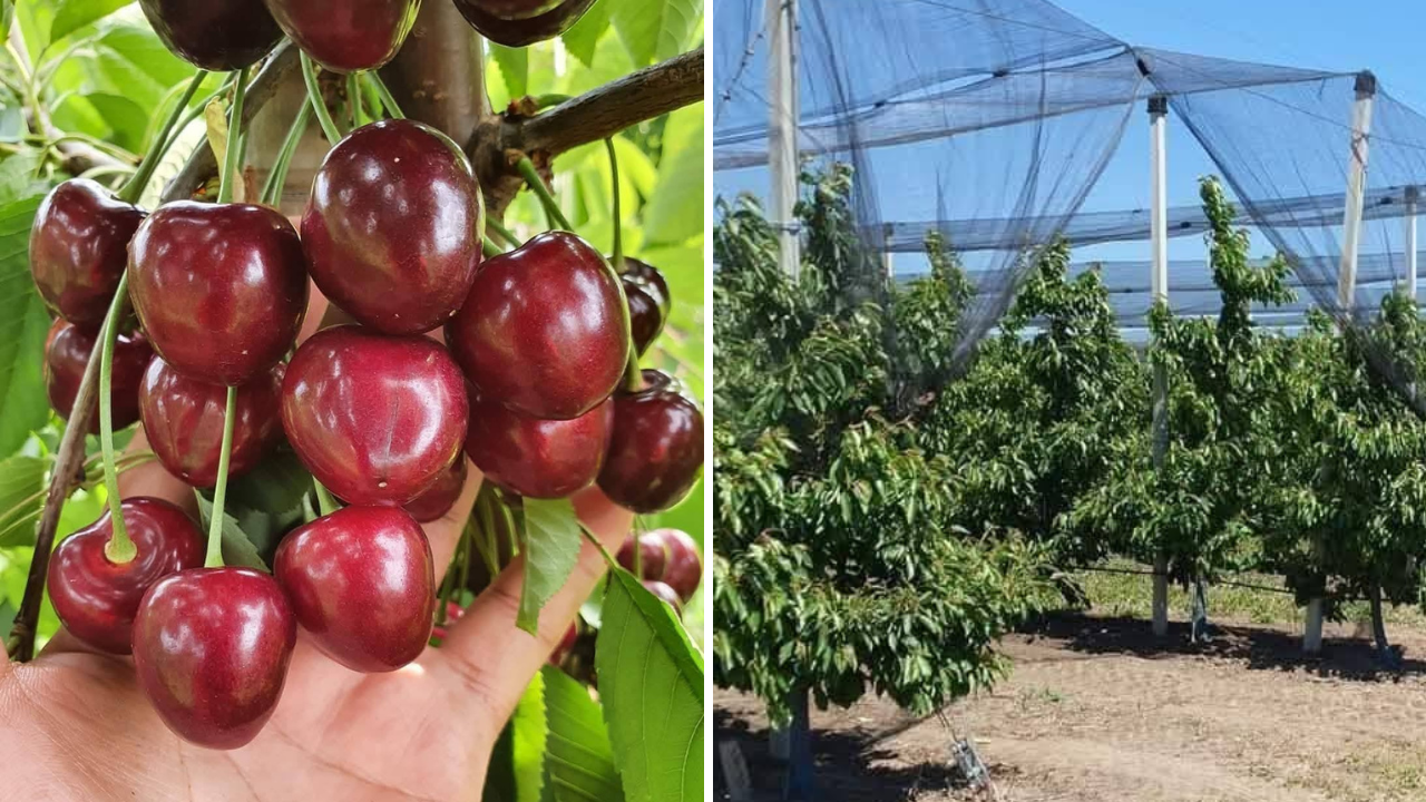 Prețul cireșelor la poarta fermei. Cât costă un kilogram de cireșe direct de la producător