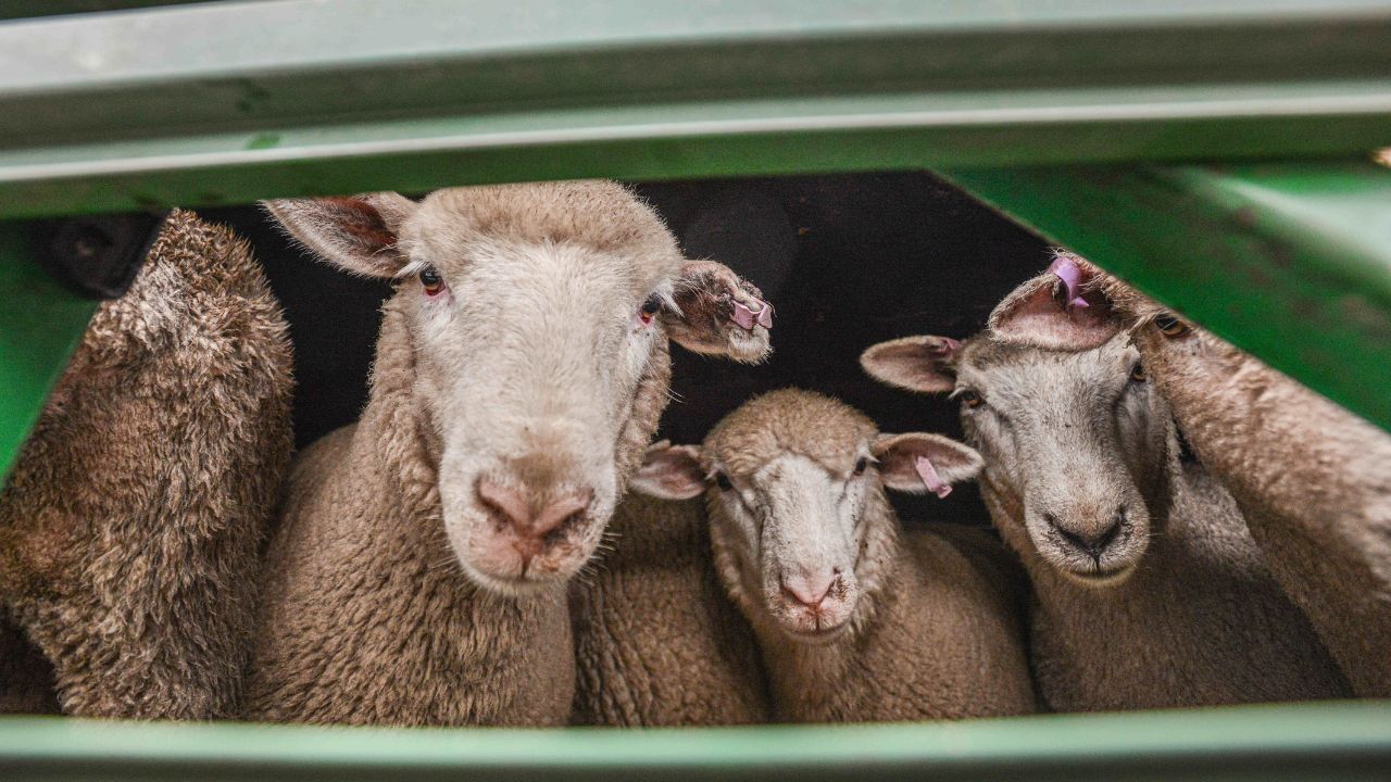 Exportul de carne de ovine din Australia a explodat. Prețuri record la nivel mondial
