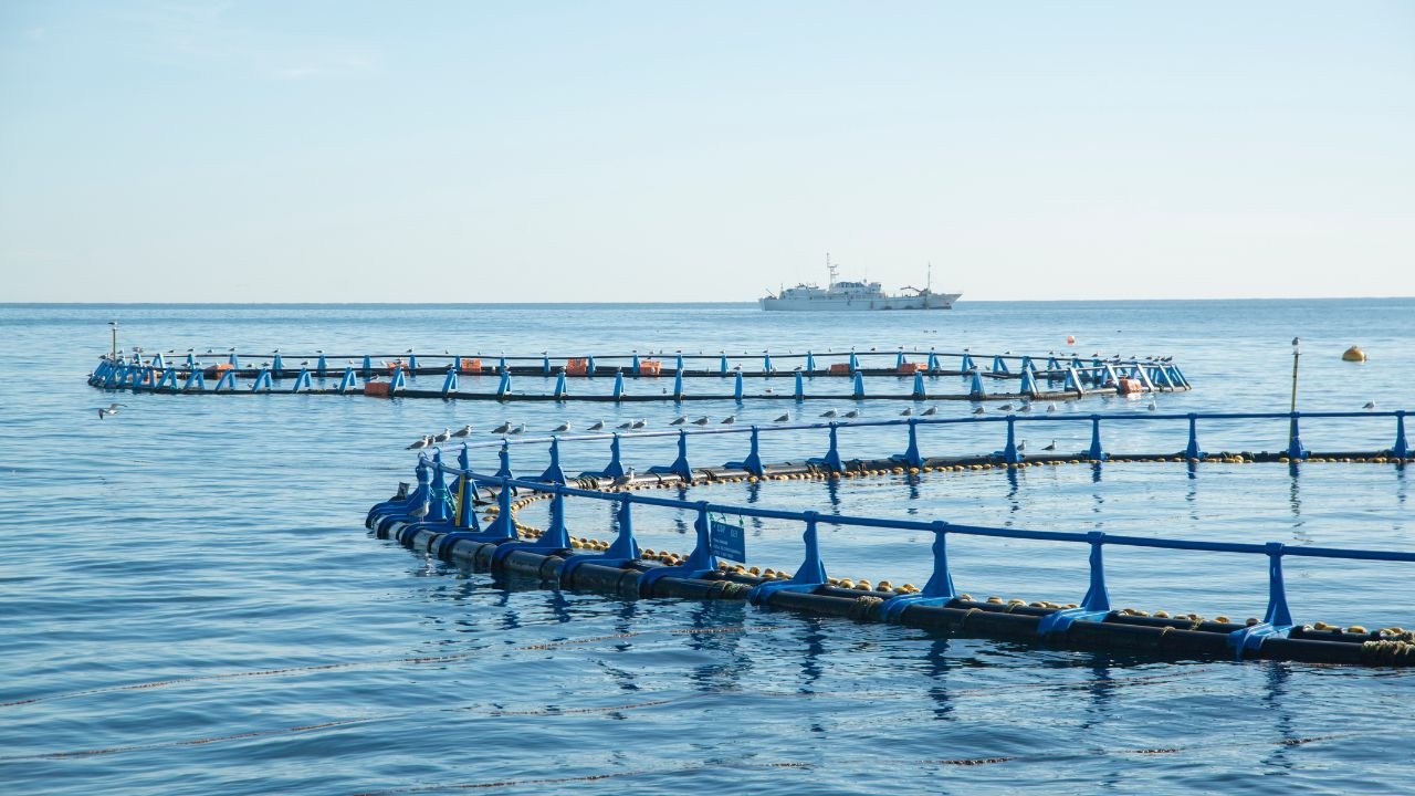 MADR: Bani pentru modernizarea fermelor de acvacultură și procesarea produselor pescărești