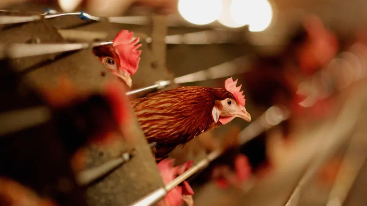 Focar major de gripă aviară: 75.000 de găini ouătoare sacrificate