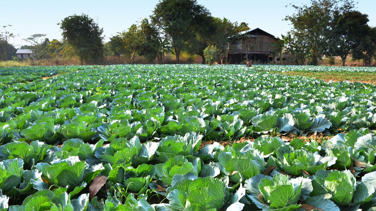 Furturi de amploare de pe terenurile agricole. Întâlnire convocată cu fermierii unei comune