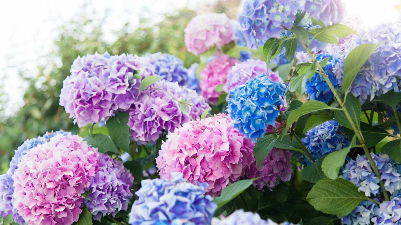 Trei metode prin care poți înmulți o hortensia