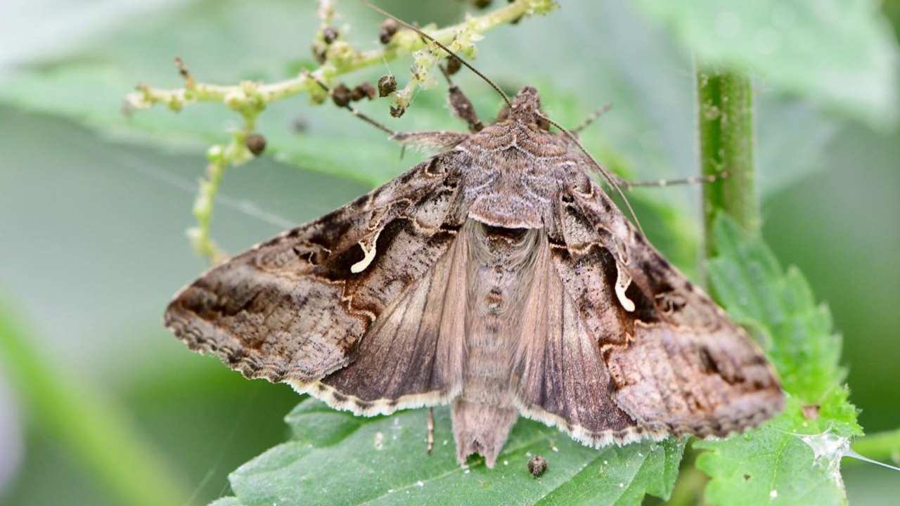 ANF: Lista insecticidelor care combat fluturii care au invadat culturile