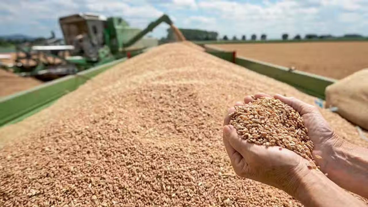 Ucraina a actualizat prețurile minime pentru exportul de cereale: grâu – 211 dolari/tonă, porumb – 207 dolari/tonă