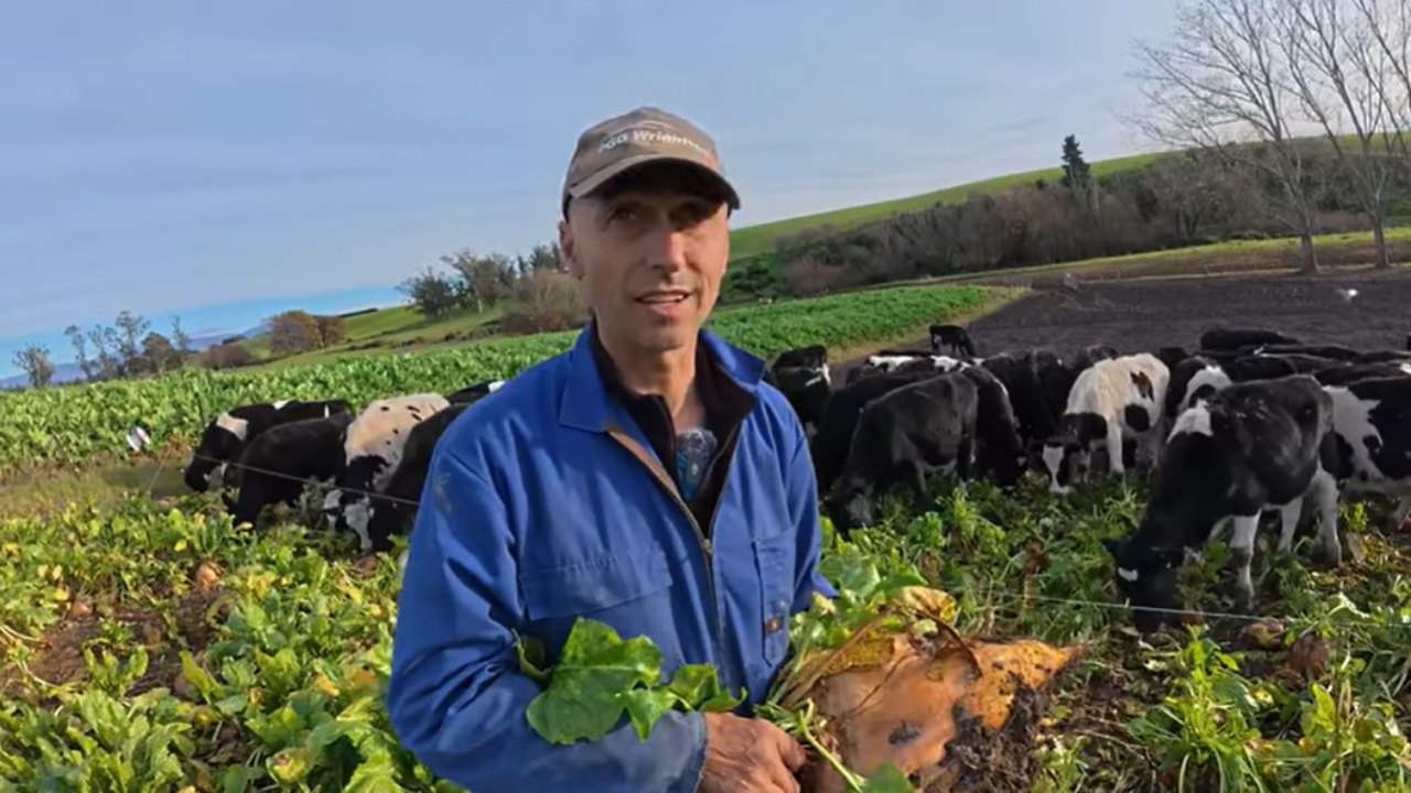 Remus Coman își furajează vacile cu porumb, sfeclă și varză kale