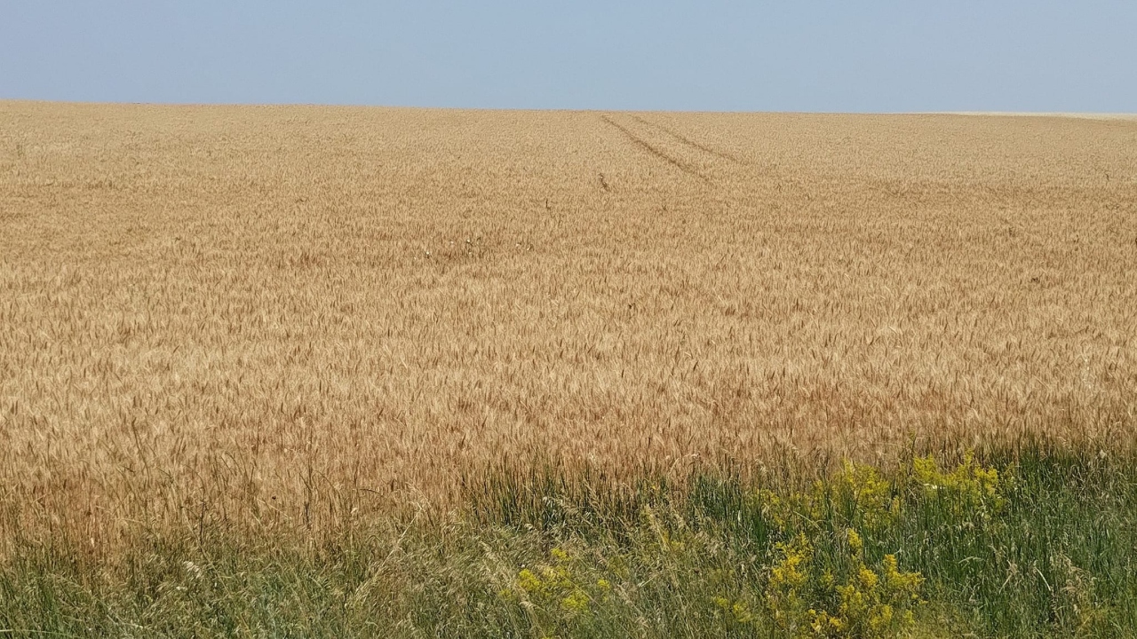 În testări la USV Iași: Grâul cu producție de minim 7 tone/hectar, în condiții de secetă