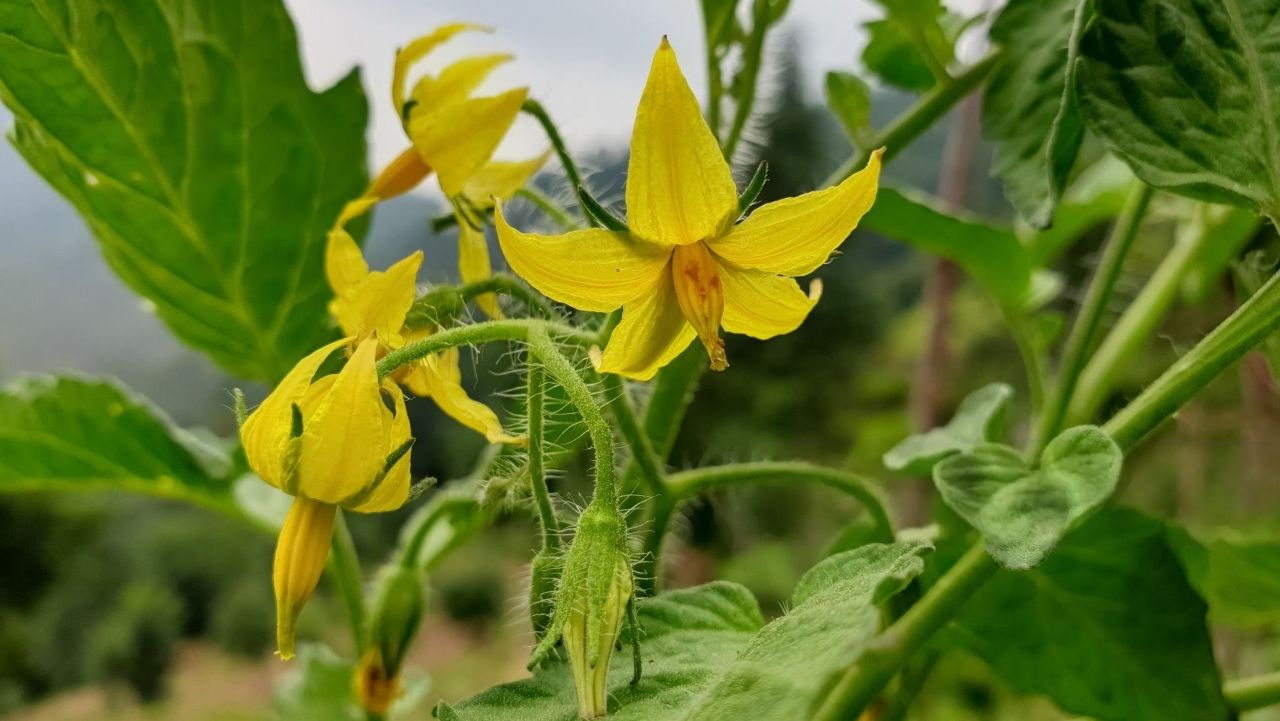 Scurtarea inflorescenței la tomate – beneficii. Cum se face corect