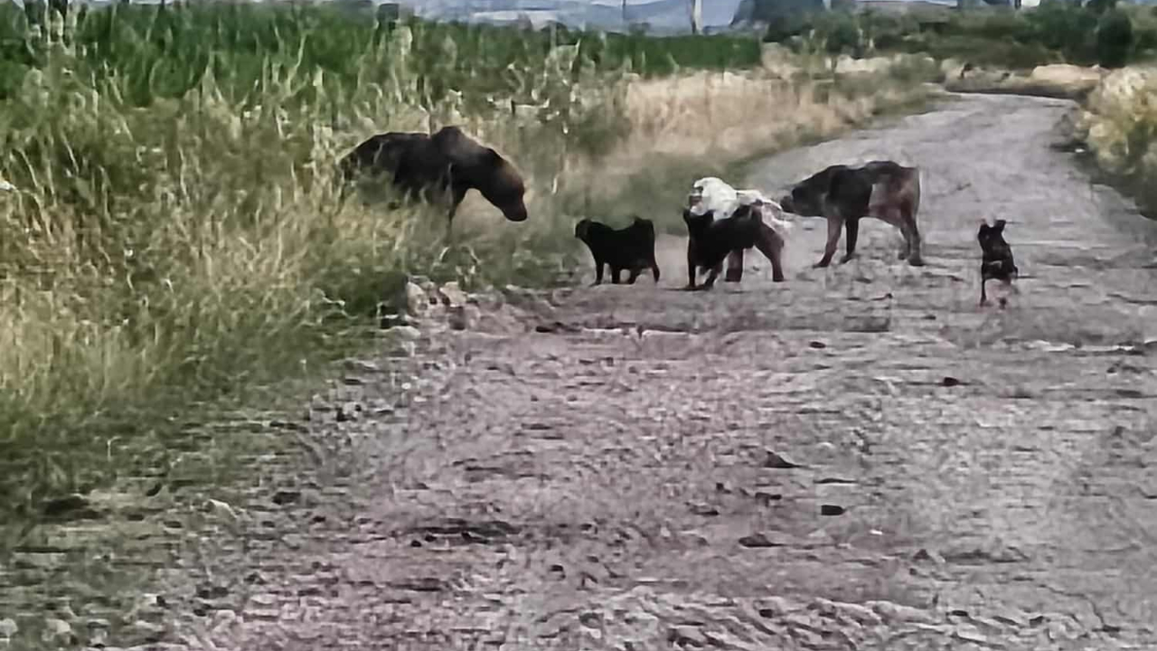 Ursoaică cu doi pui, la poarte unei ferme din Mureș. Maria Huprich, fermieră: Mă tem să mai ies în curte!