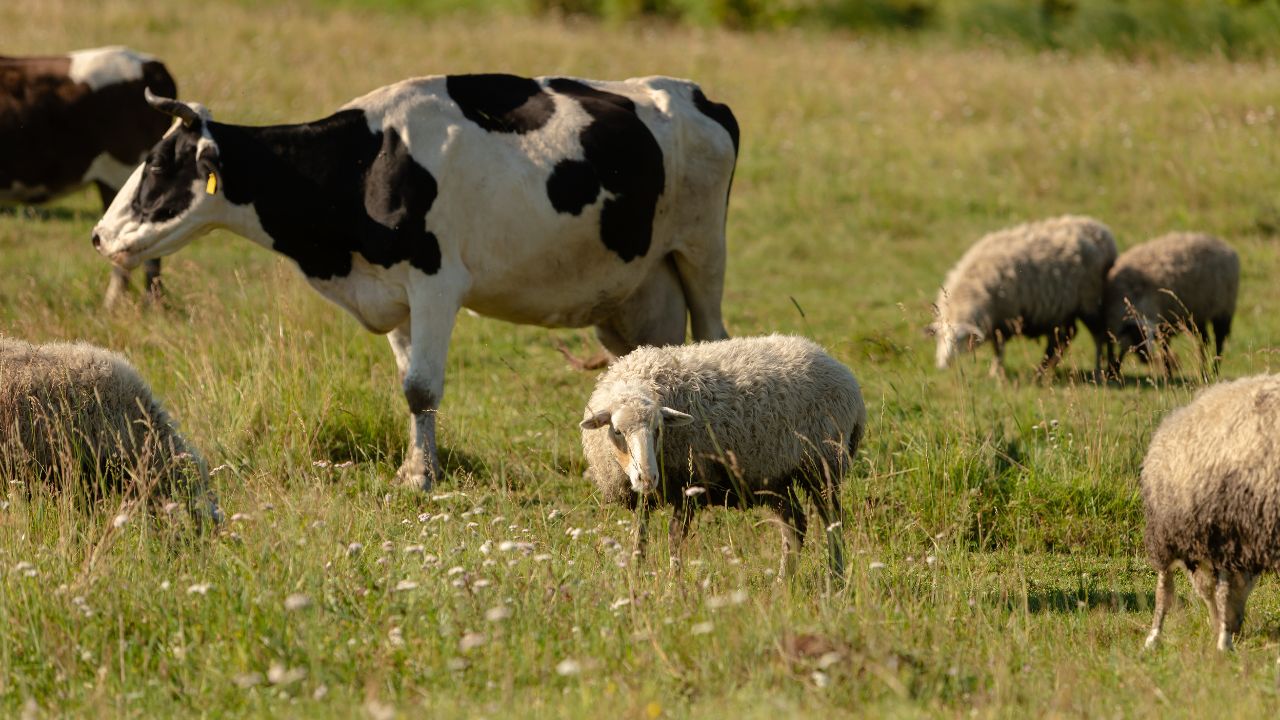 APIA a început noi plăți pentru sectorul de creștere a animalelor