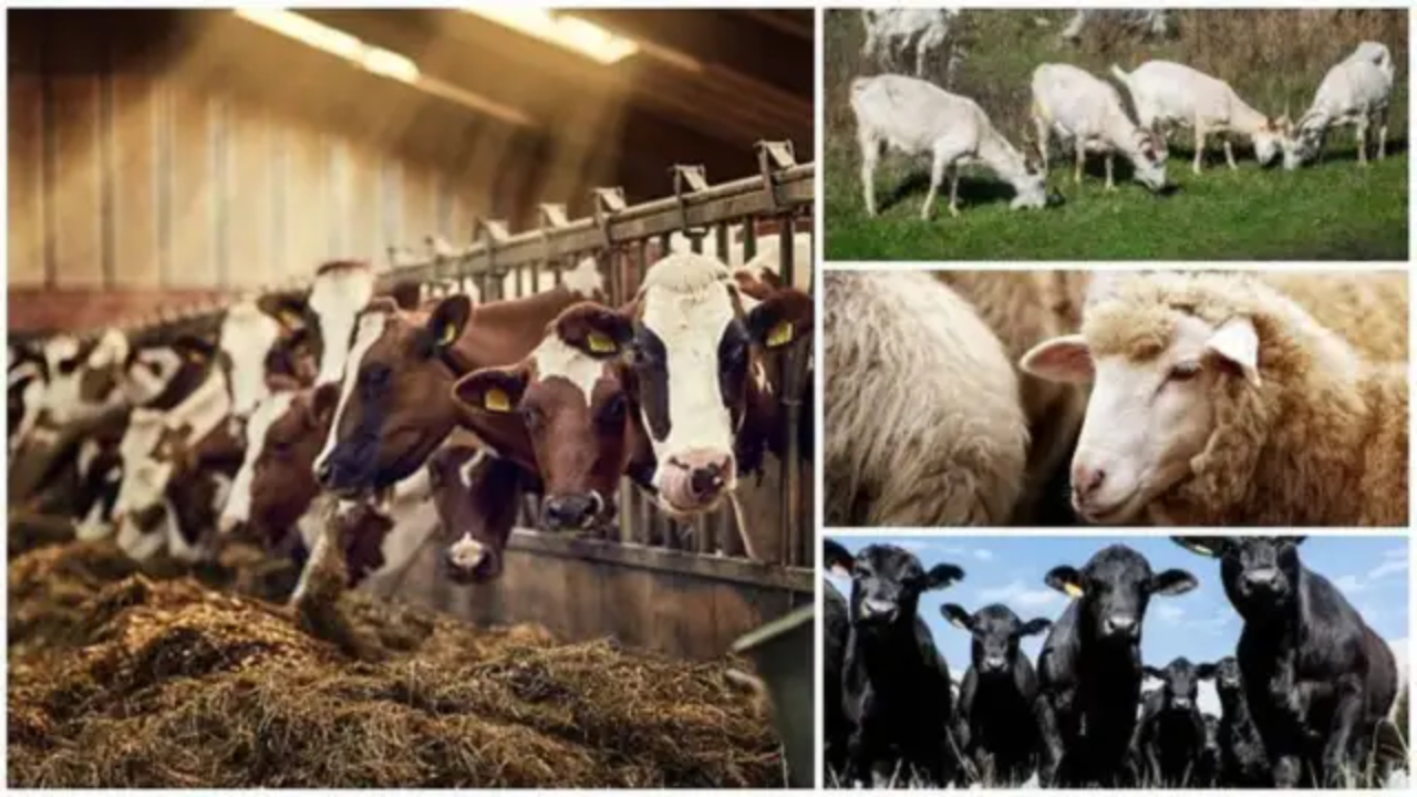 APIA a început să elibereze adeverințe pentru plata în avans a subvențiilor pe cap de animal. Doar două bănci finanțează