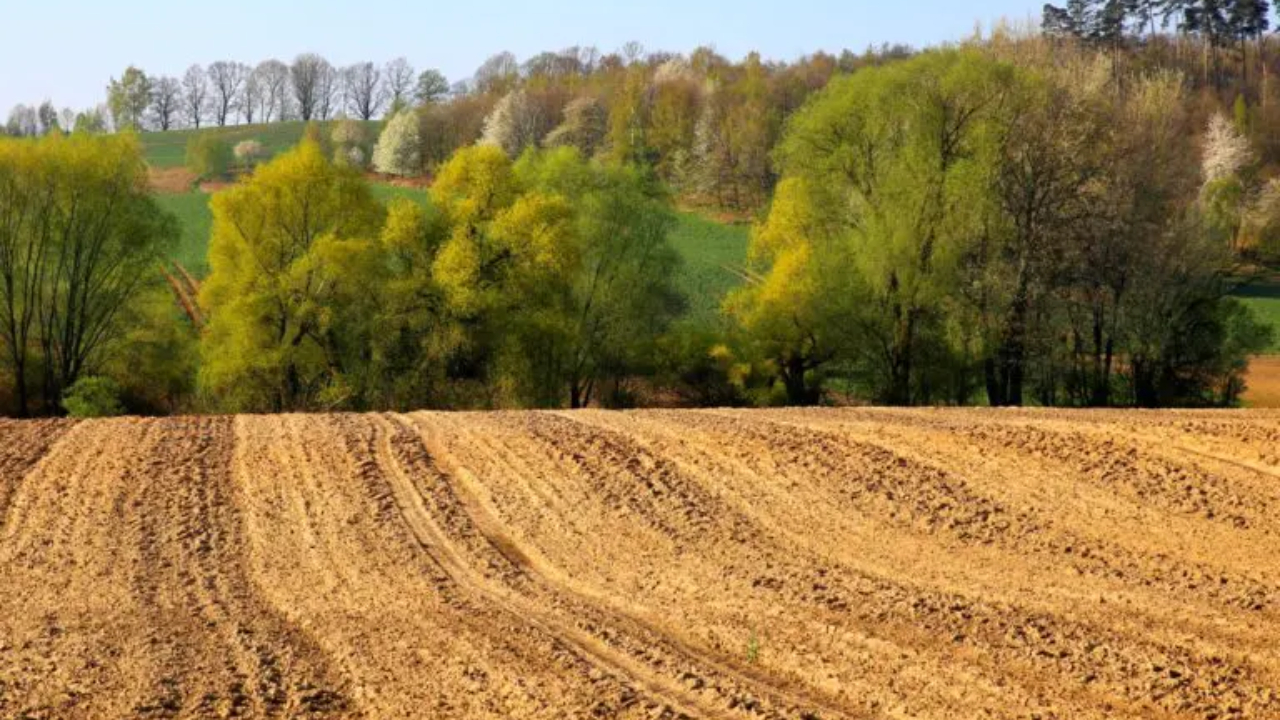 Noua țintă de împăduriri din PNRR a fost redusă la 20.000 de hectare