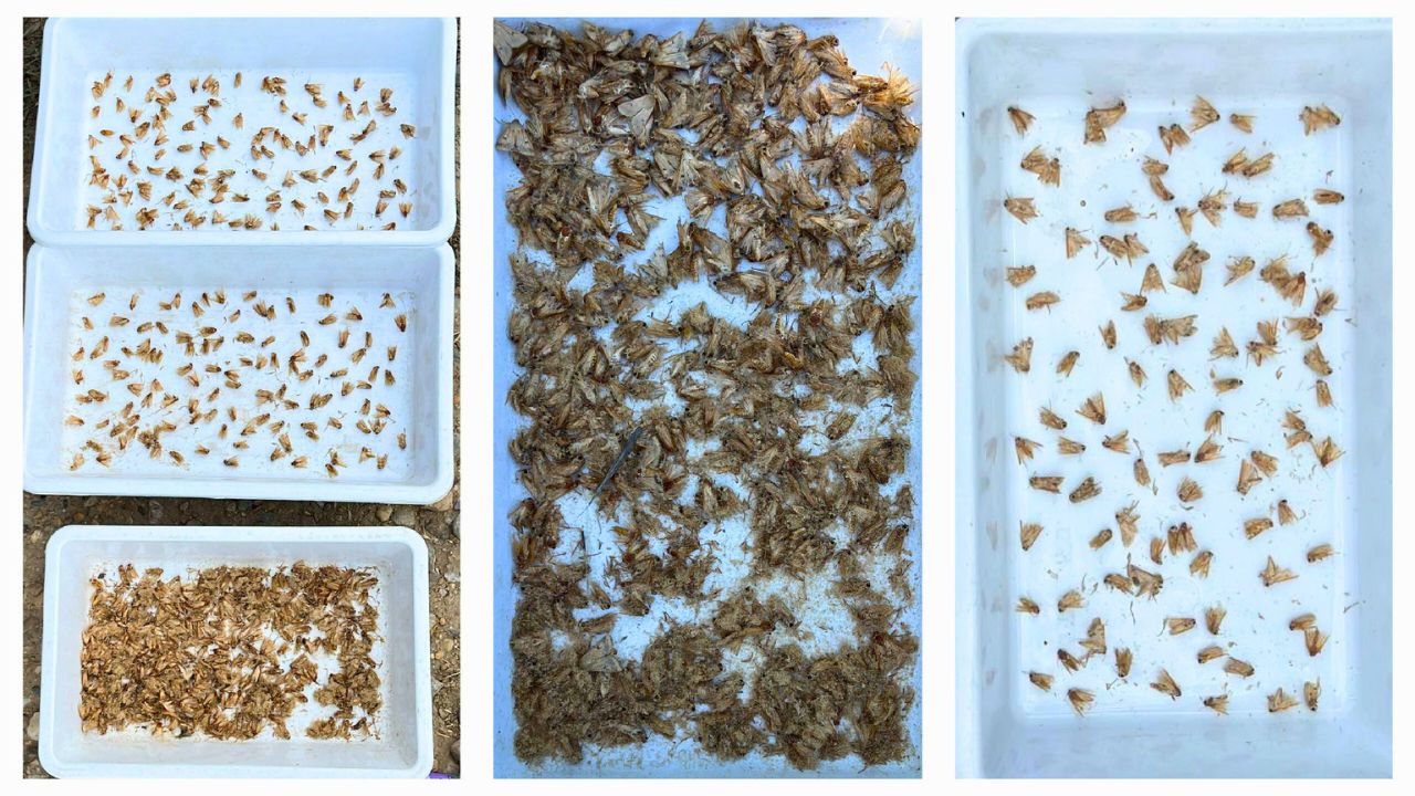 Capturi Helicoverpa armigera – Aplicatia Arc® farm intelligence