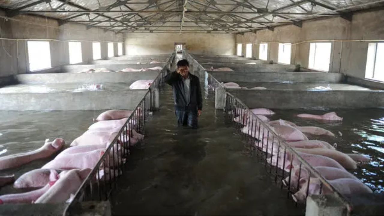 Fermierii chinezi vor fi despăgubiți pentru pierderile uriașe cauzate de inundațiile devastatoare