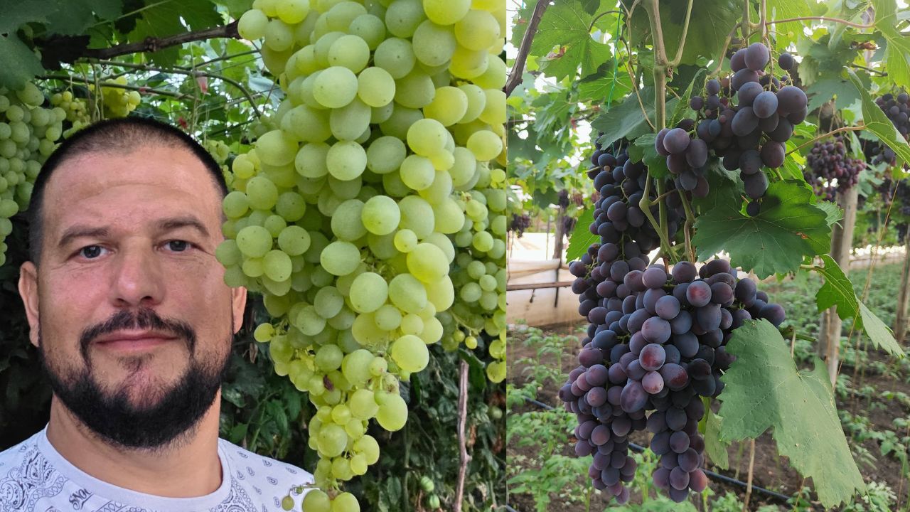 Strugurii la solar, o cultură profitabilă. Claudiu Breazu vinde producția direct către supermarketuri