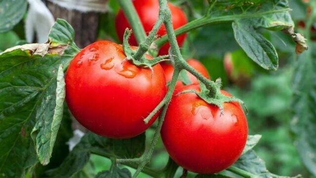 Cum grăbești coacerea tomatelor cu ajutorul unui ac de siguranță ...