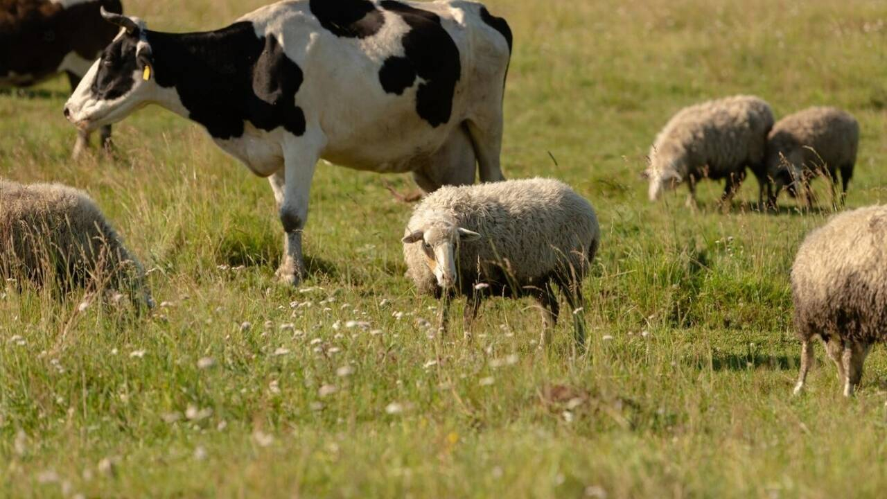 APIA face controale în 4.035 de ferme care au cerut subvenții pentru animale