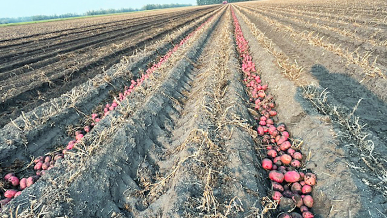 Tăierea plății de 200 euro/ha, impact devastator pentru micii fermieri. Cleonic Sucaciu, FNCR: Sectorul este într-o criză puternică