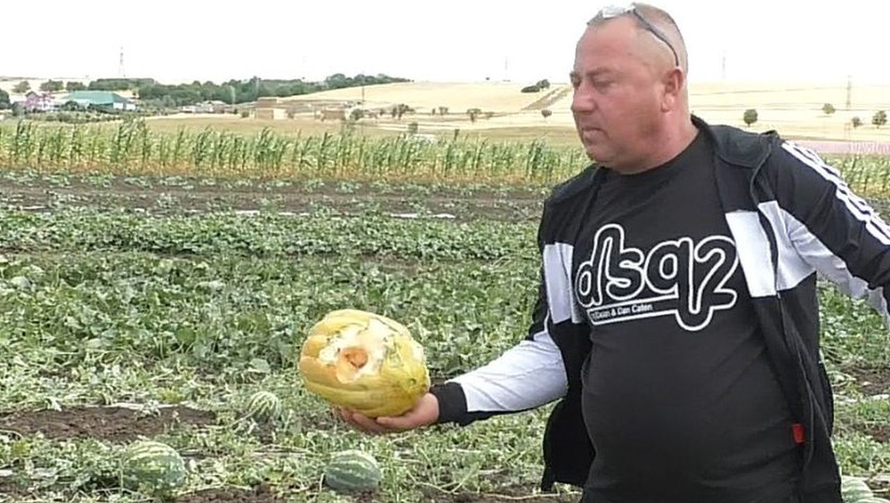 O turmă de oi a distrus peste noapte cultura de pepeni a unui fermier