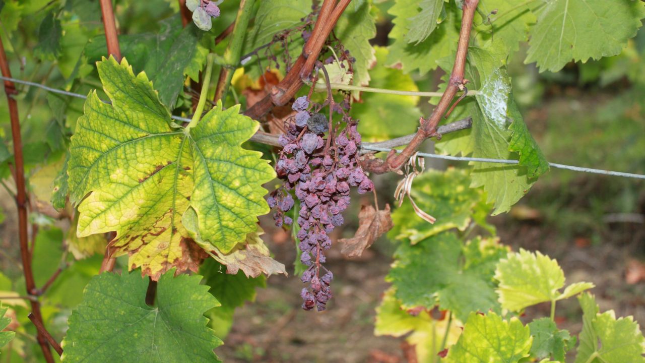 Flavescența aurie, o boală periculoasă la vița-de-vie. Semne, tratament