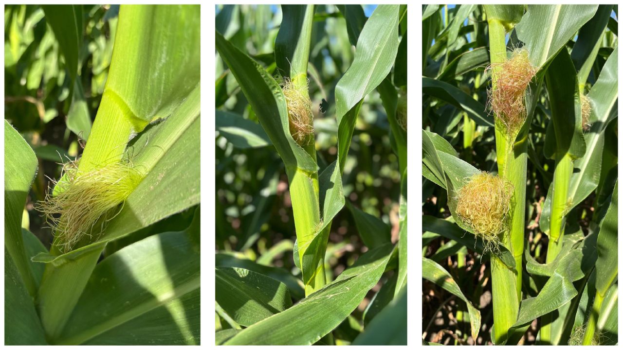 Sursa foto: FMC Agro România
