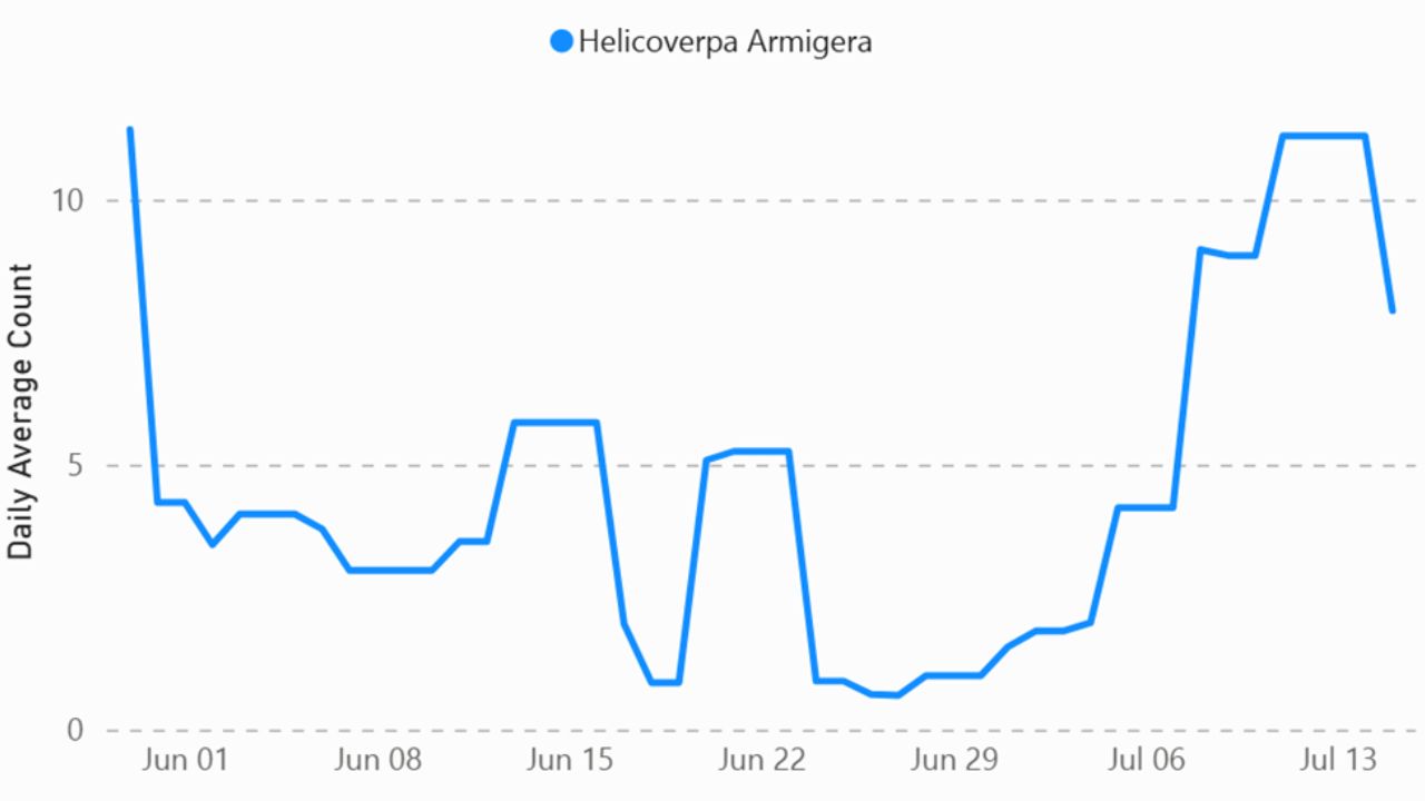 Sursa: FMC Agro Romania: capturi Helicoverpa armigera – Aplicatia Arc® farm intelligence