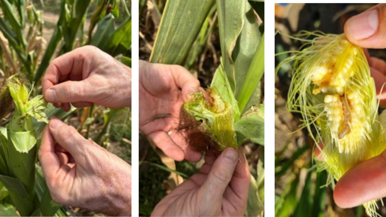 Sursa Foto: FMC Agro România