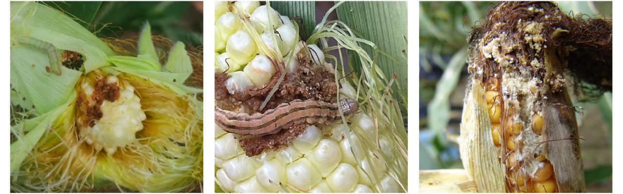 Sursa foto: FMC Agro România