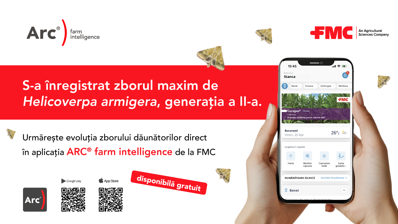 ATENȚIE – Presiune ridicată a dăunătorilor în culturile de porumb