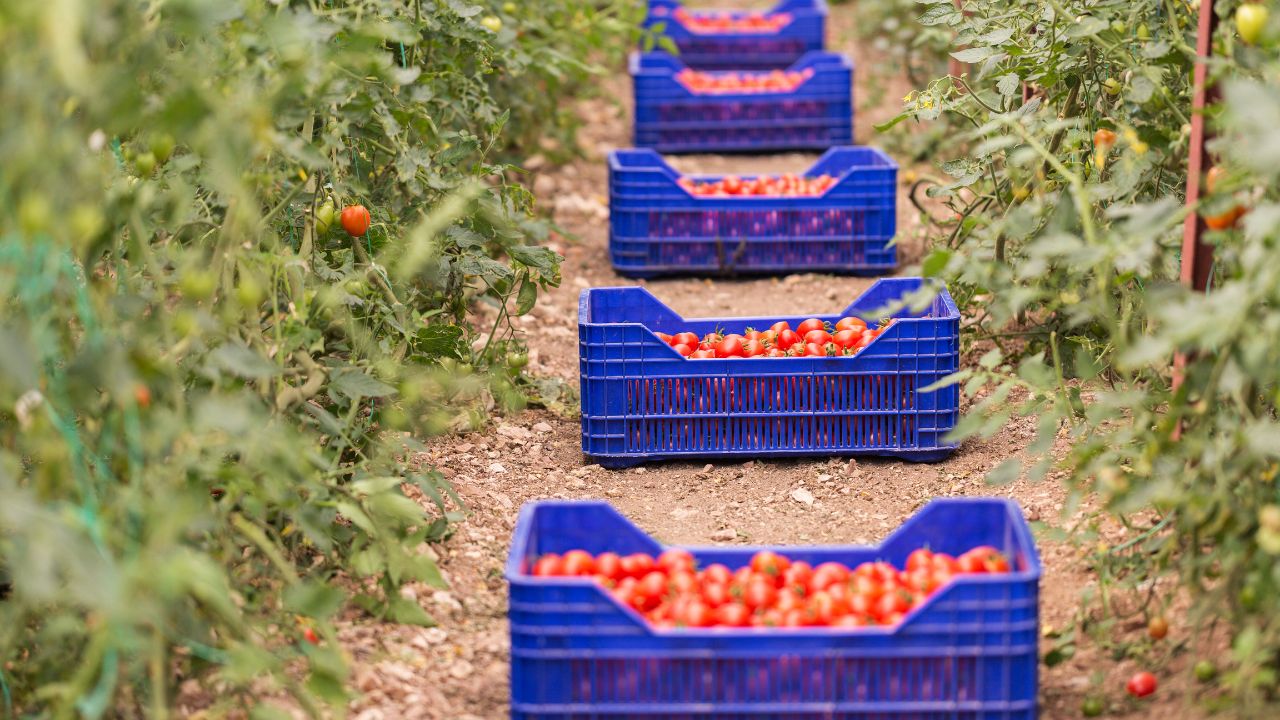 Fonduri europene de 2.000.000 euro/fermă pentru cultivatorii de legume și cartofi. Condiții de accesare