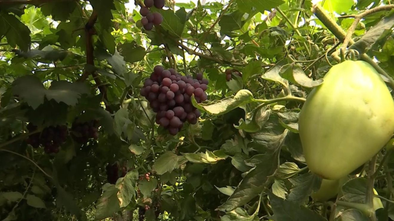 O nouă subvenție pentru micii fermieri care aplică un sistem dual de culturi agricole