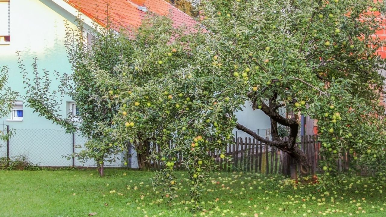 Ce spune legea despre fructele care cad în curtea vecină. Cine are dreptul să le culeagă
