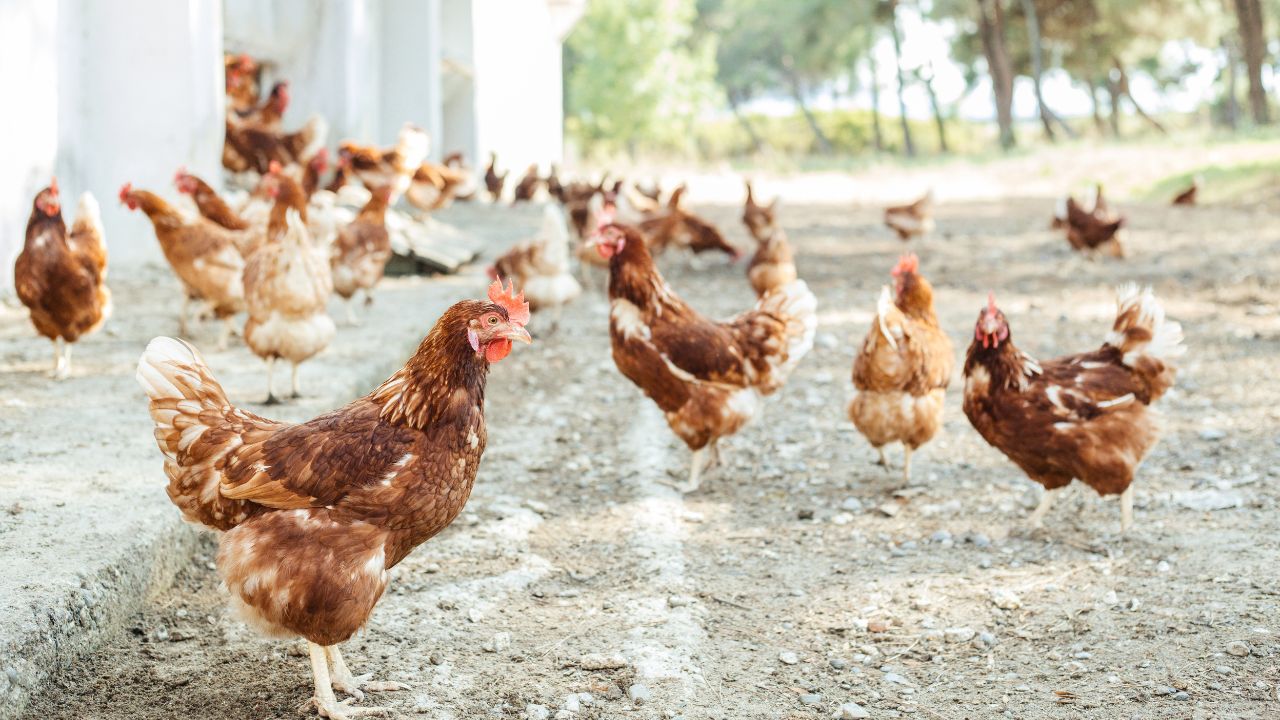 Cum protejăm găinile de caniculă pentru a menține producția de ouă