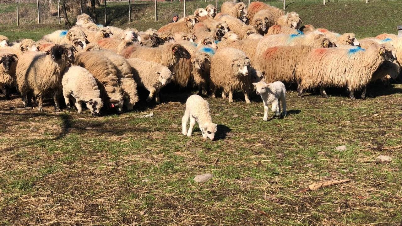 Subvenție de 70 de euro pe cap de oaie. Sprijinul acordat crescătorilor de ovine