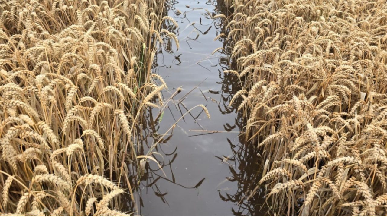 O parte din culturile agricole din Polonia au fost distruse de ploile torențiale din ultima perioadă
