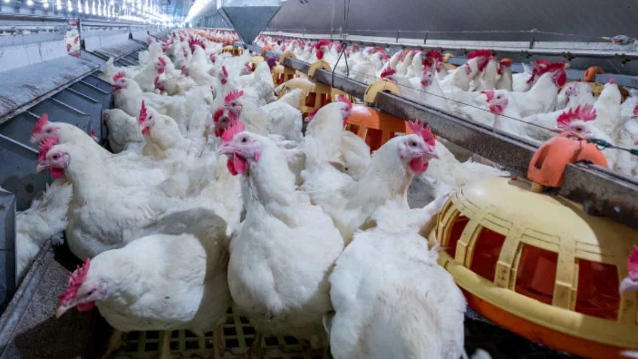 UE acordă fermierilor din Polonia un ajutor de 14 milioane de euro pentru pierderile cauzate de gripa aviară