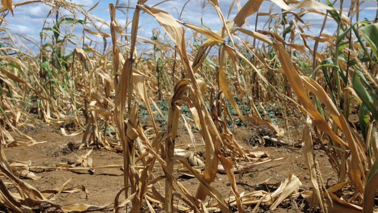 Sute de hectare de porumb din ferma lui Dimitrie Muscă sunt calamitate aproape total