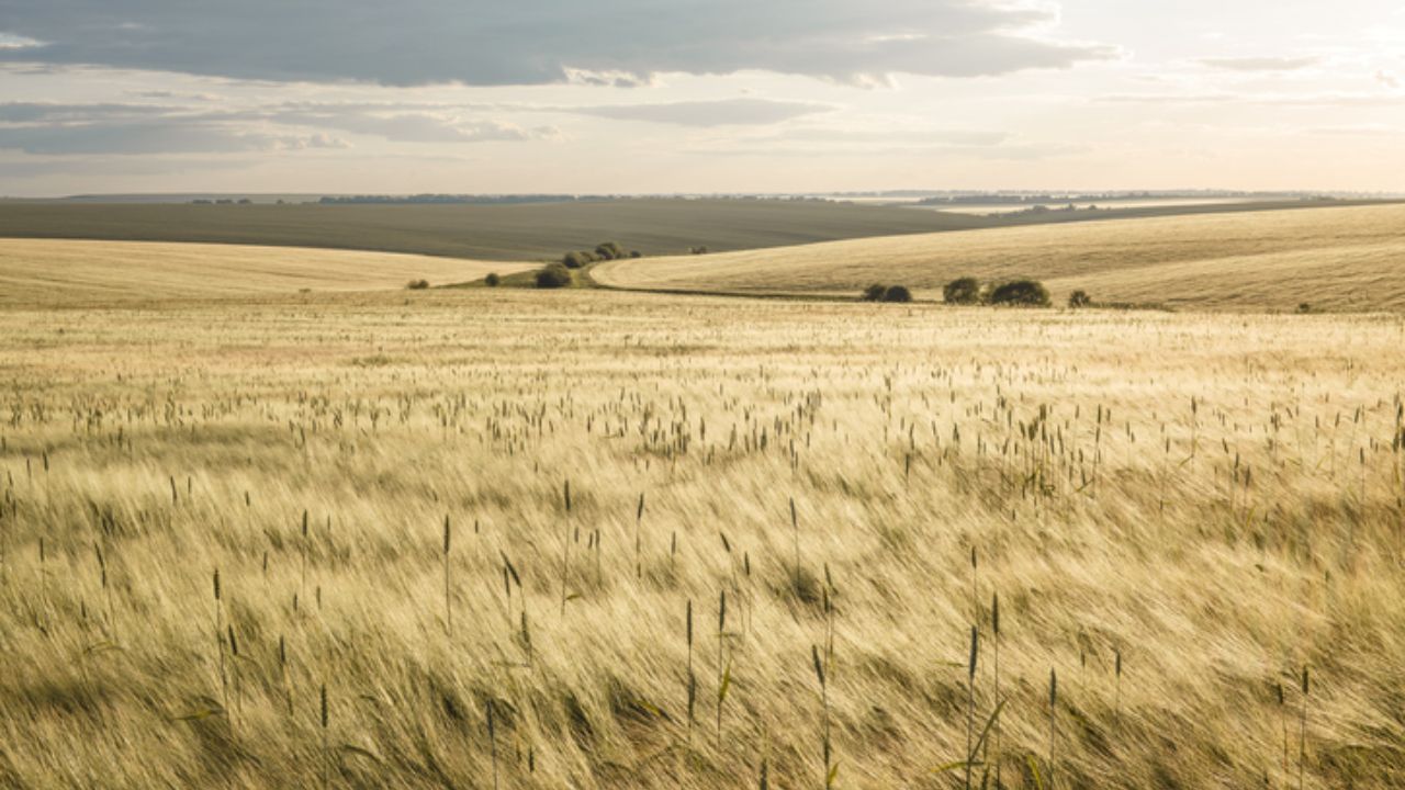 Prețul unui hectar de teren agricol din Ucraina va ajunge la 2.200 de dolari până la finalul anului