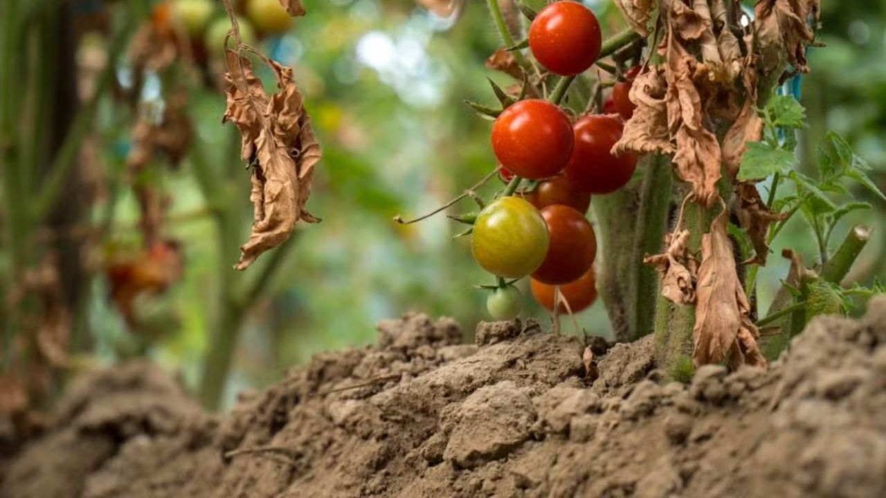 De ce e bine să lași în sol rădăcinile plantelor de tomate