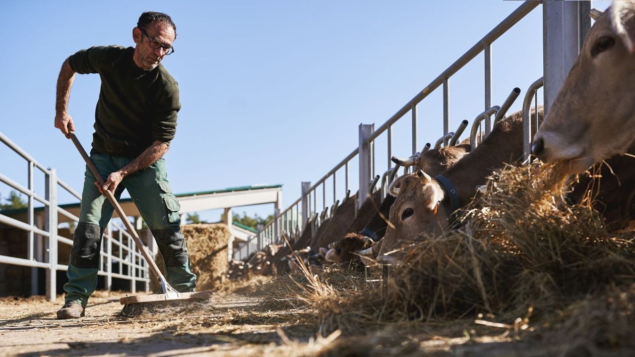 Salarii în zootehnie, în 2025. Cât câștigă un îngrijitor de animale față de un șef de fermă