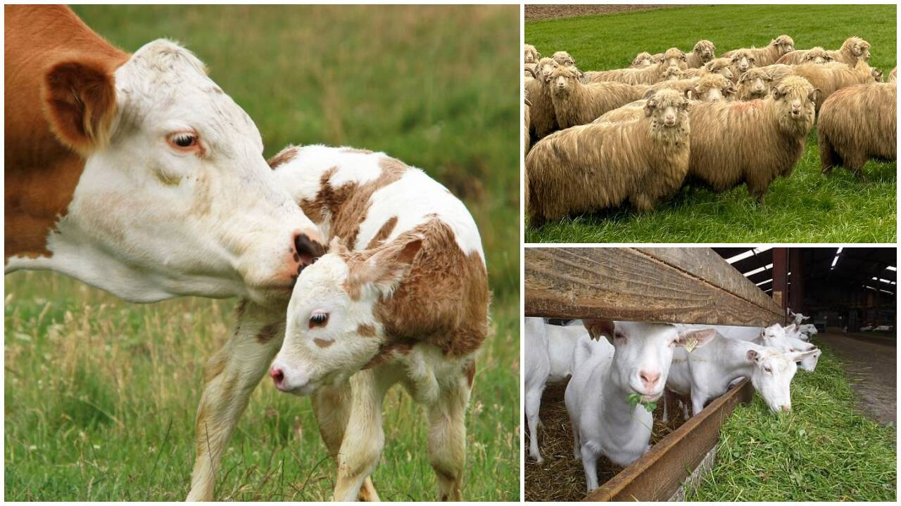Plăți APIA astăzi pentru crescătorii de animale