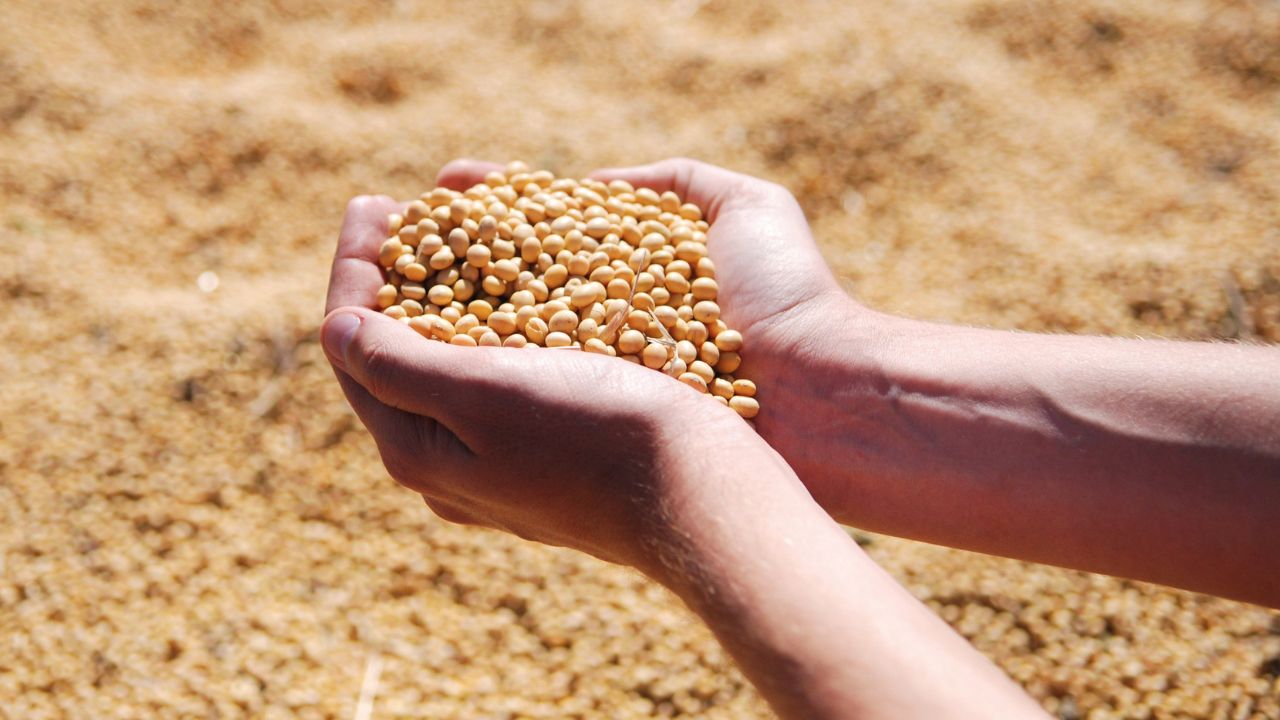 Comisia Europeană a aprobat introducerea pe piață a alimentelor cu soia modificată genetic. Cultivarea rămâne interzisă