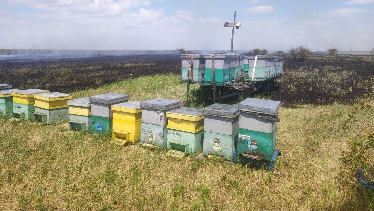 Stupină salvată la timp din fața flăcărilor – șase hectare de miriște și vegetație uscată au ars