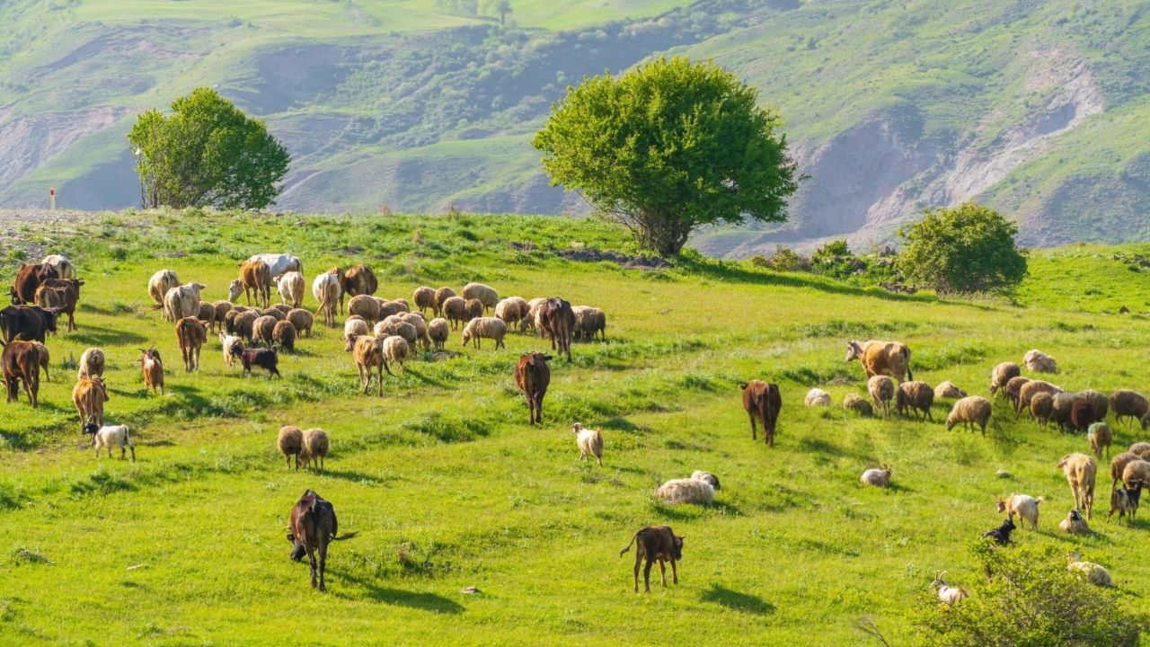 Lista băncilor care acordă crescătorilor de animale subvențiile APIA în avans, cu garanție de la stat